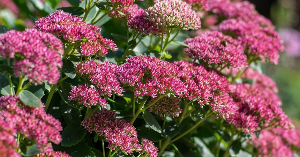 ���������� �������: ��� �������� ��� � ������� ���� ������������ ��������