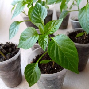 ������ ����� ����� ����� ����� 1 ������: ��������� ��� ������� �������