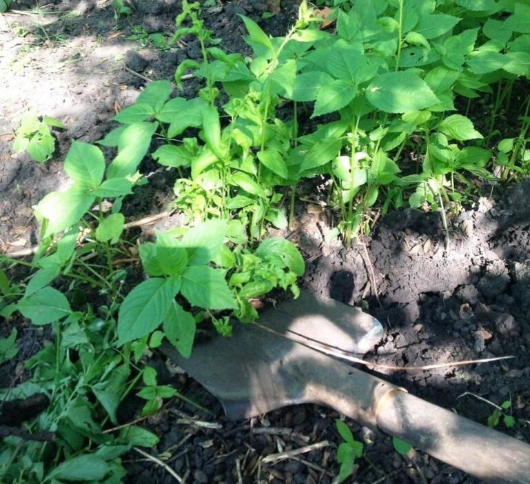 ��� ���������� �������� ������� ������� �����: ������� � ���������� �������