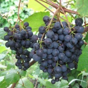 �������� ��������: ������ ����, ������� ����������� ������ � ������ �������