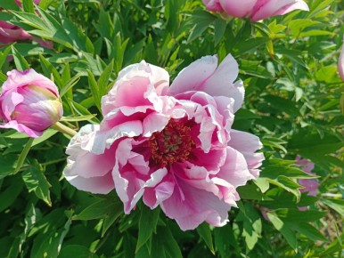 Древовидные пионы в продаже: стоит ли рисковать и что значит ранний рост?