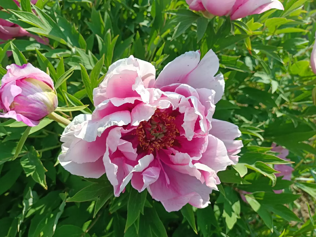Древовидные пионы в продаже: стоит ли рисковать и что значит ранний рост?