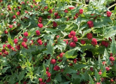 ������ �����������: ��������� ����� ��� �������� � ������