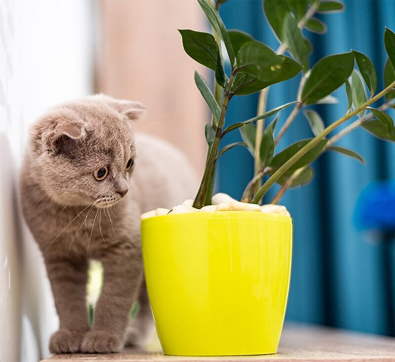 ������� �������� ��� �������� ��������