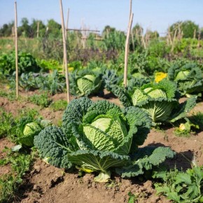 �������� �������: ������� ��������������� � �������������� ��������