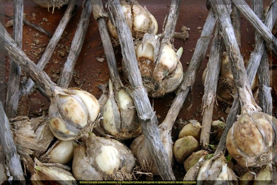 ��� ��������� ������ ������: ������� �� ���������� � ����������