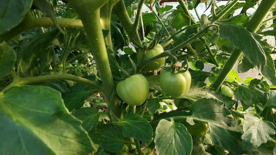 ��� ������ ����� ���� ������ � ������ � ����������� �������