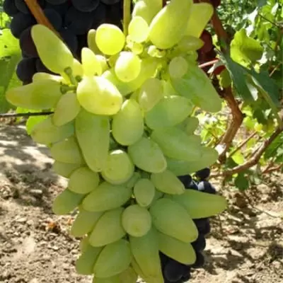 Виноград Влада: изысканный и ранний сорт для вашего стола