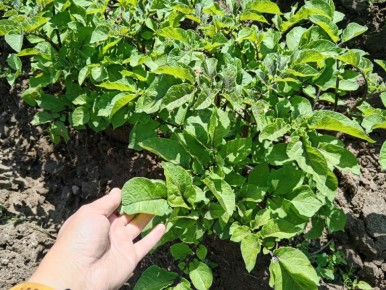 Урожай картофеля начинается с подкормки: простая раскладка раствора и его влияние на ботву