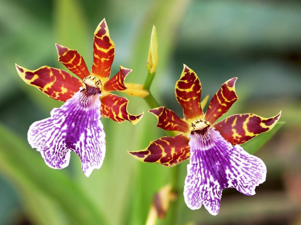 ��� ������� ������ �������: ������ � ����������