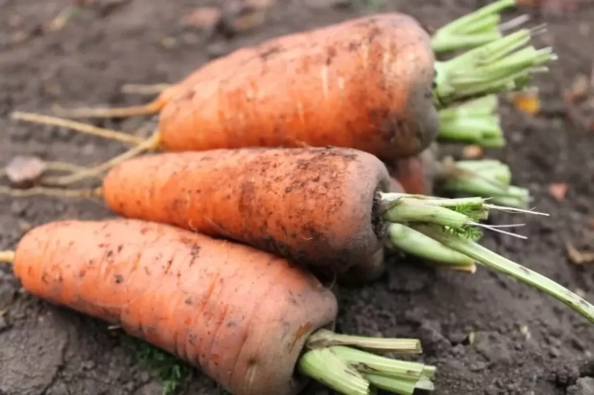 Как выбрать и сохранить морковь: советы от экспертов