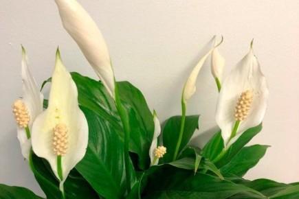 Гиганты в мире спатифиллума: какие сорта поражают размерами
