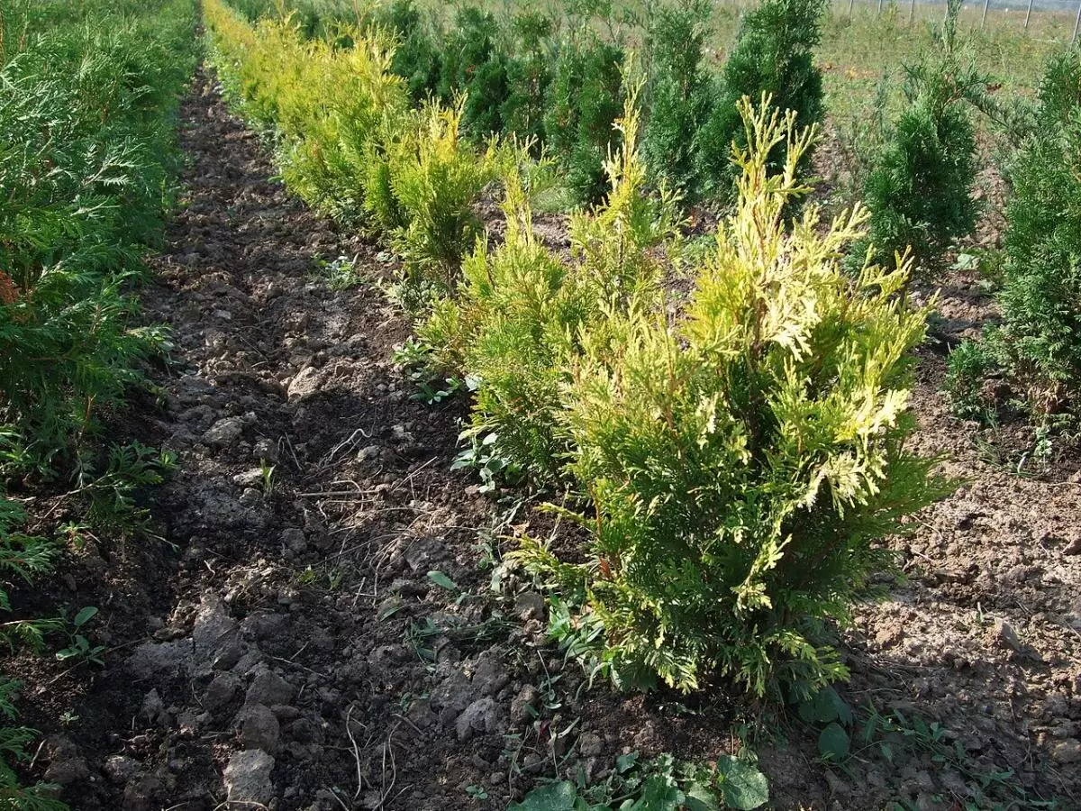 Туя у вашего дома: как избежать проблем с фундаментом