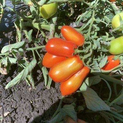 ����� �����: ��������� ������ �� ���������� ������ � ������� �����