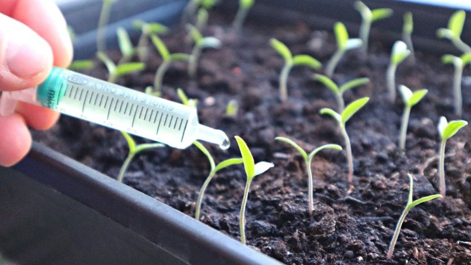 ��� ������, ���� ������� �� �������� �������� ��������?