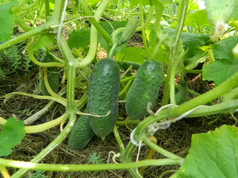 Дрожжевая подкормка огурцов в июле для шикарного урожая