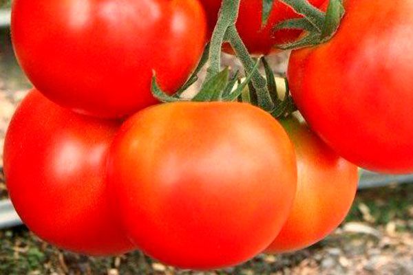 ����� �����: ���, ��� ����� ����� ��� ��������� �����������