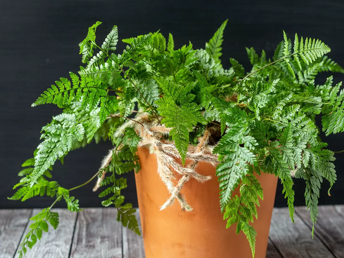 Почему даваллия фиджийская станет звездой вашего домашнего зеленого уголка