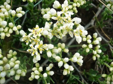 ���������� ���������: ����-������� ������ ������� � ������� �� ����� ����