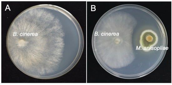 ��� ������������ ������� �������� �� ������� ��������