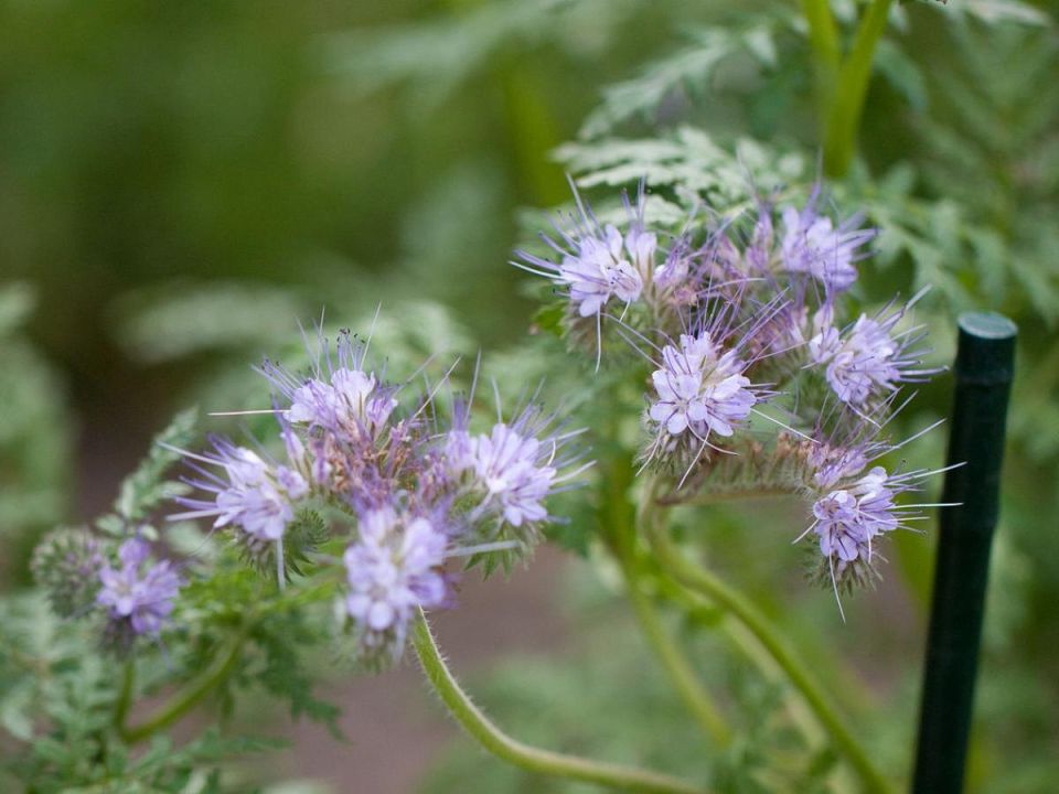 ������� ������ �������: ����� ������� ������� ��� ������?