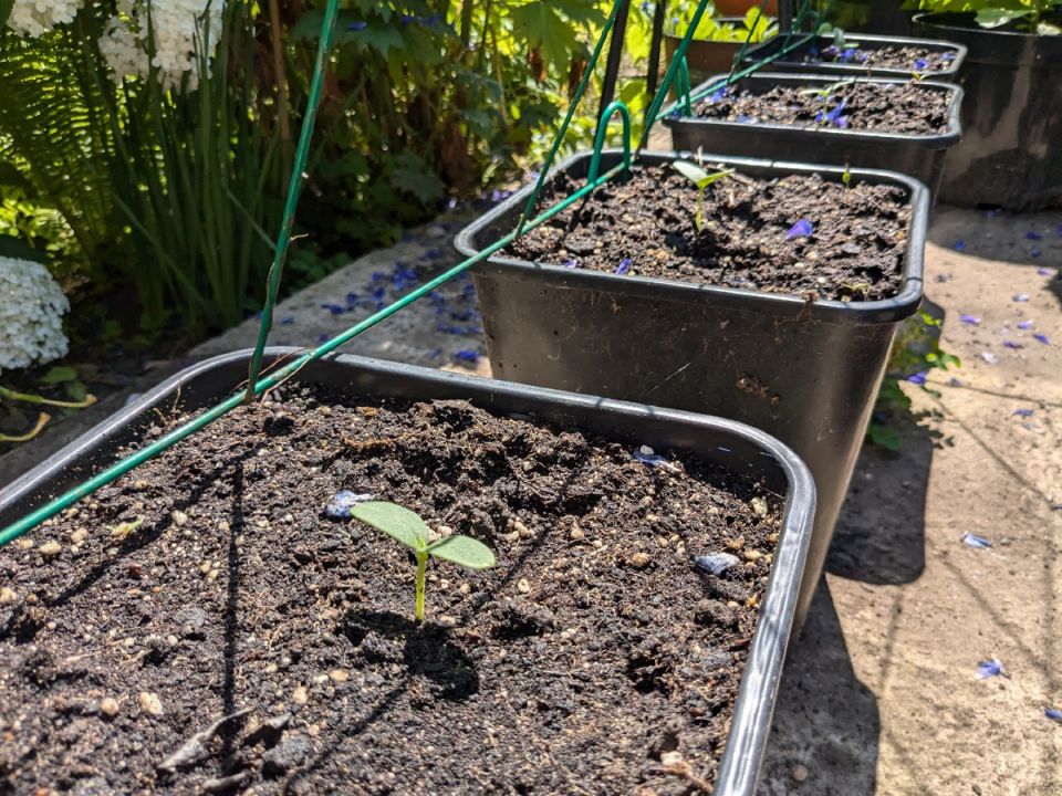 ������ � �����������: ����� ����������� ������������� ������������ ������������