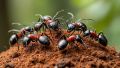 Когда муравьи превращают сад в настоящее поле битвы: как с ними бороться