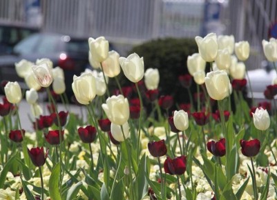 ������� �������: �����������, ������� ������������ ������