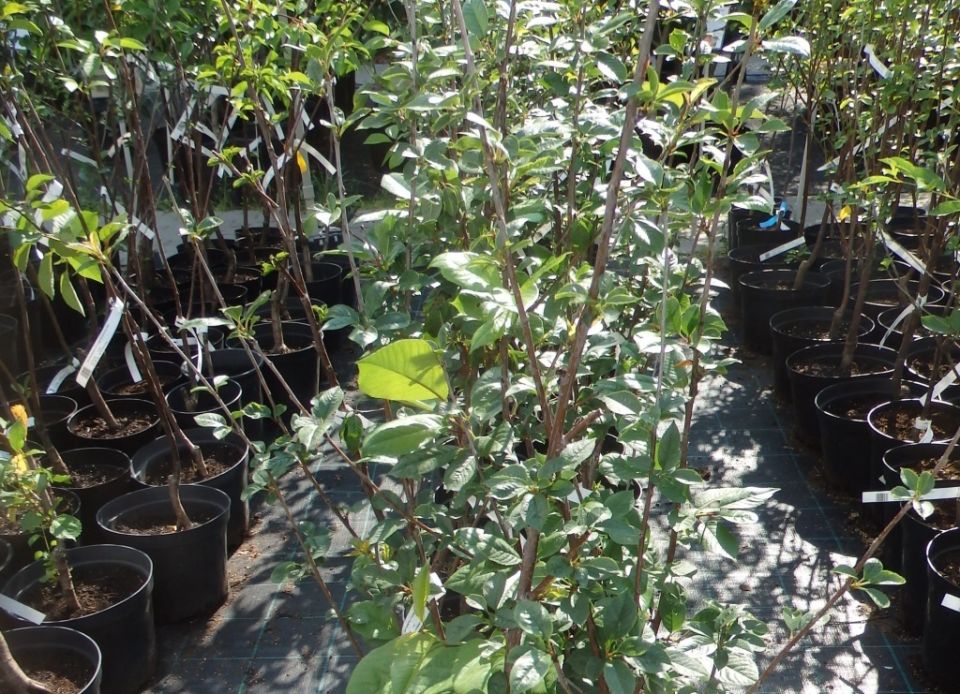 ��� ��������� �������� �����: ������ ��� ��������� ����������