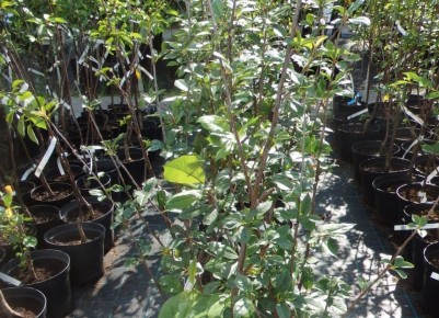 ��� ��������� �������� �����: ������ ��� ��������� ����������