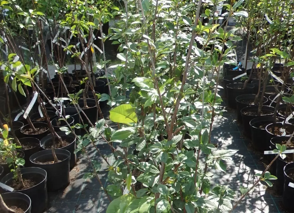 Как правильно посадить вишню: советы для успешного результата