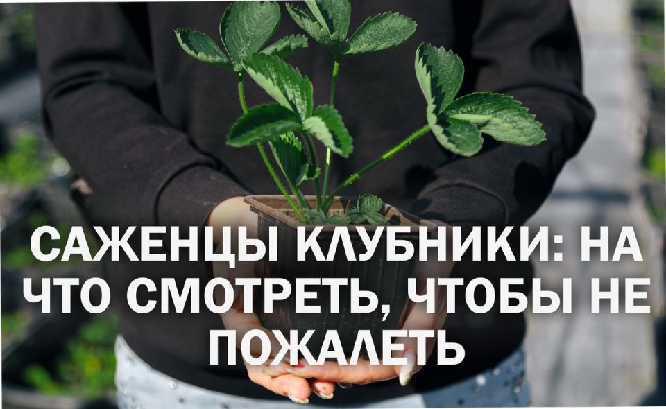 ��� ������� ��������� ������� ��������: ������ ��� ���������� ���������