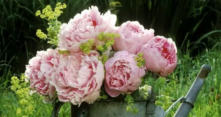 Как создать идеальные условия для цветения пионов: советы для садоводов