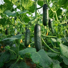 Тайны урожая: как создать идеальную лунку для огурцов