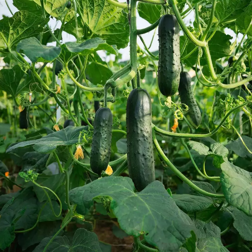 Тайны урожая: как создать идеальную лунку для огурцов