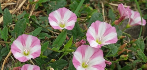 ��� �������� ������: ������� �������� ������ � ����������� ��������