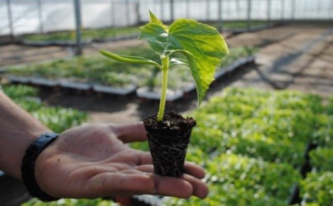 ��������� �������: ��� �������� ������ �� �������� � ����������