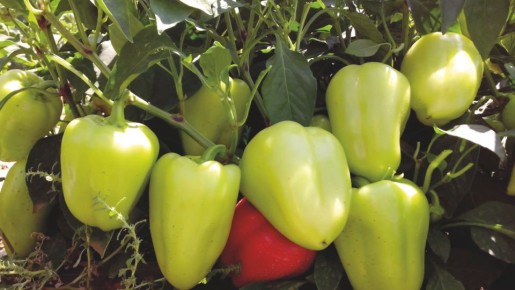 ����� �� ���� ��������� ������ ��� ���������� ����