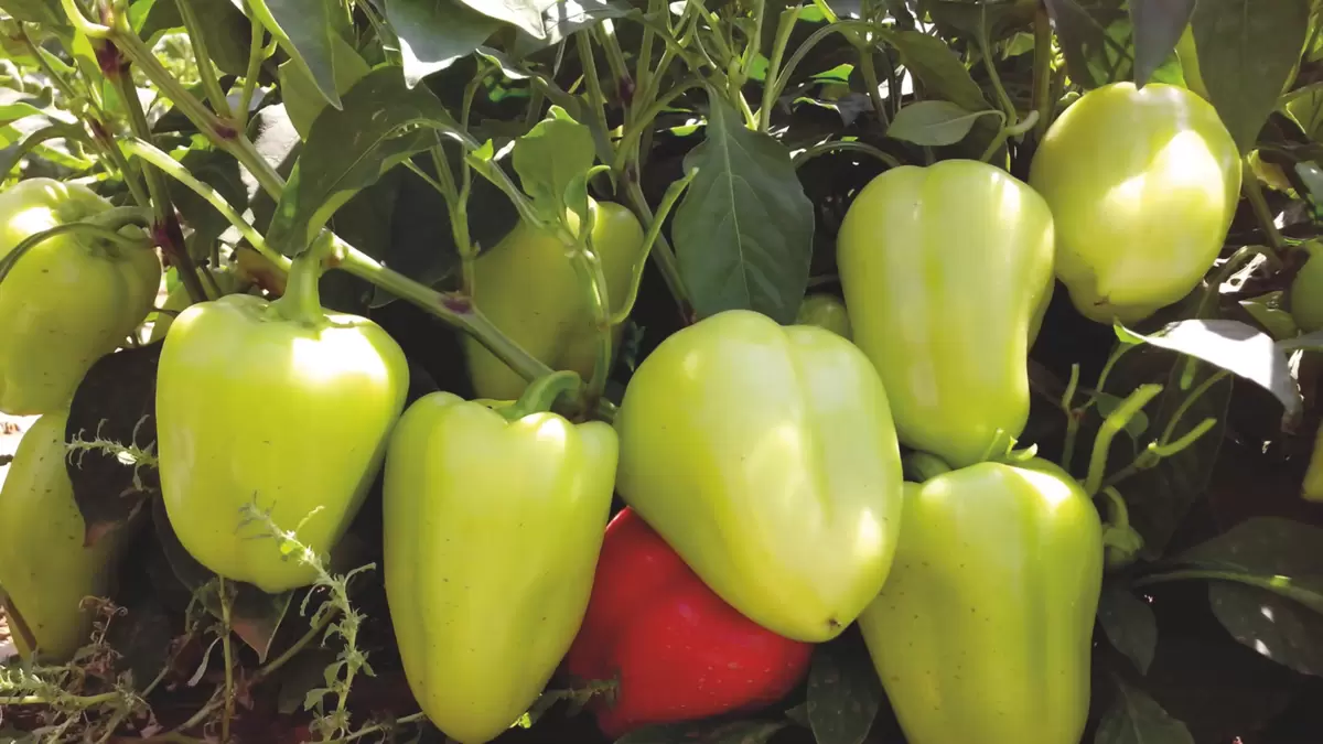 Набор из двух урожайных перцев для спокойного сада