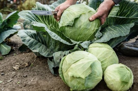 ����� �������� �������: ������� ����������� �������� � ����������� �����