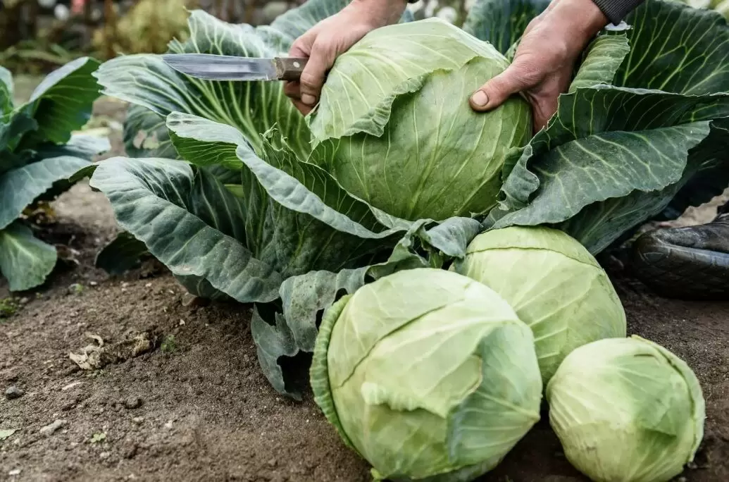 Когда собирать капусту: секреты определения спелости и оптимальные сроки