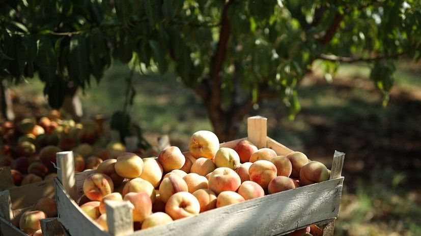 ����������� ������ ��������� �������� ��������: ��� ����� ����� ���������