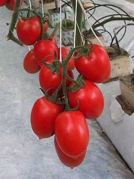 ����� �������: ��������� ������� ��� ��������� ������ ������ ����