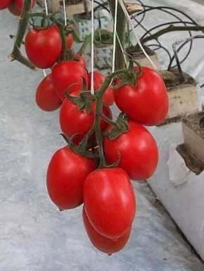 Томат Колибри: идеальный спутник для укромного уголка вашего дома