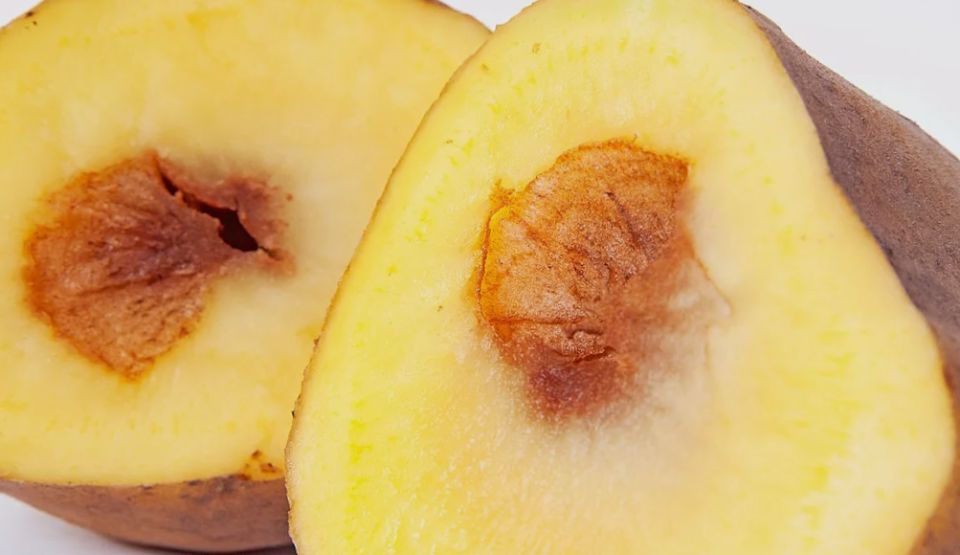 ����� ����������: ������ ��������� ����������� ������ ������ � ��� ��� �������������