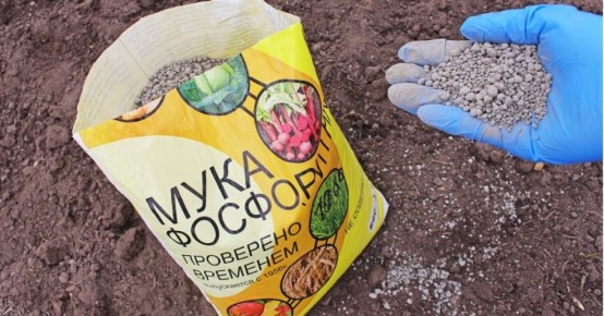 ����������� ����: ����� �������� ������ ������������ ���������