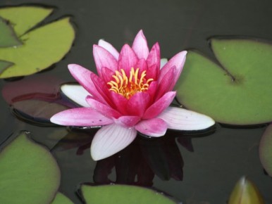 ������� ��������� �������� ����������� ������