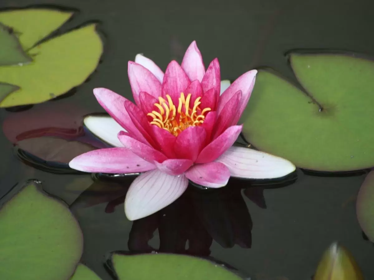 Деление корневища ускоряет размножение нимфеи