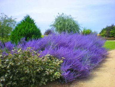 Перовския: эффектное облако в вашем саду