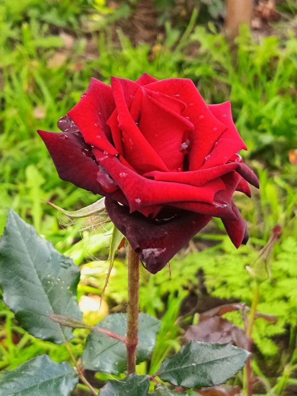 ��� �������� �������� ���� � ������� ������������� ��������: �������� ������